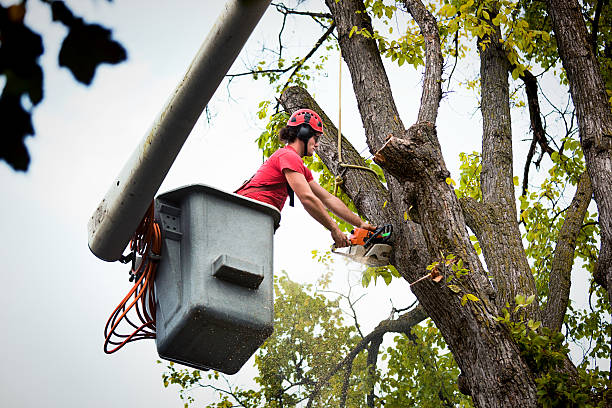 Best Tree Removal Near Me  in Sudan, TX